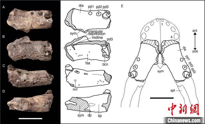 龙山延吉鳄化石正型标本齿骨及线条图(图片来自保罗·拉米等)。中科院古脊椎所 供图