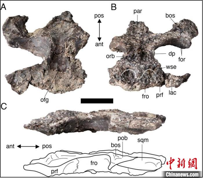 龙山延吉鳄化石正型标本头骨及线条图(图片来自保罗·拉米等)。中科院古脊椎所 供图