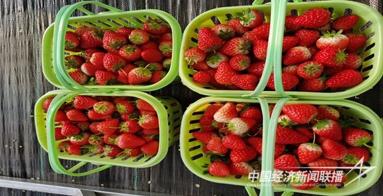 南寒村草莓.jpg?v=1705982140