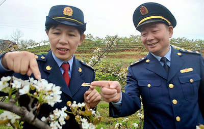 工商喜看梨花.JPG