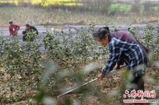 1459393395343163.jpg QQ截图20160331110316.jpg