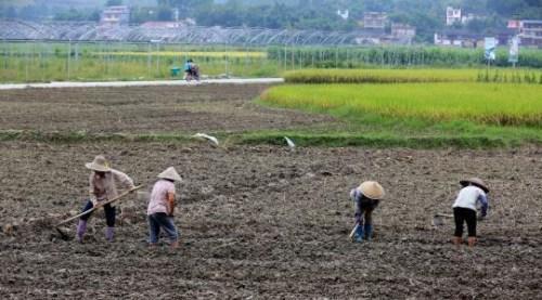 中科协:中国产粮连增但还得进口因大量粮食在仓库