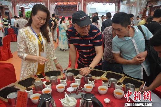 中国百年红茶“坦洋工夫”发祥地福建福安“斗茶品茗”