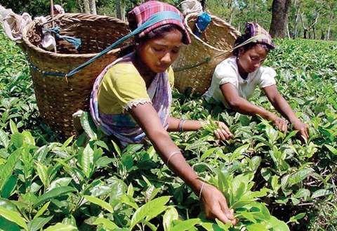19世纪的茶叶革命：英、俄联手破除中国茶叶垄断