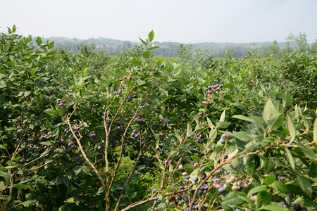 A8D6C3D9@555A9C00.F3B76F57_recompress.JPG