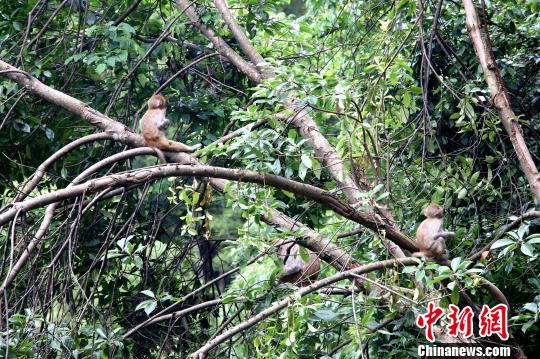 黄兰峡谷还是鸟儿的天堂、猕猴的乐园。山林之间，不时能清晰看到猕猴、山麂等野兽的脚印和踪迹。如今，野生猕猴群数量达到近200只。何家进摄