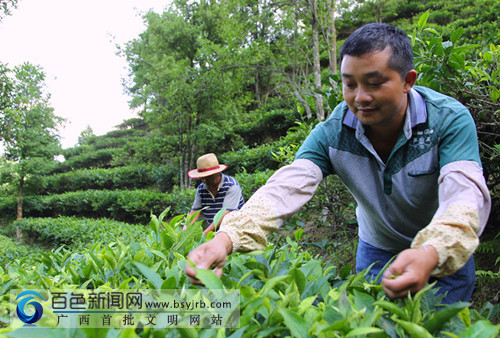 凌云夏茶产量高 茶农采摘加工忙