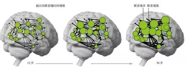 青少年大脑最显著的变化不是脑区的成长,而是神经元集群之间交流的增多。用图论分析技术分析磁共振成像扫描数据,显示从12岁到30岁期间,特定脑区或神经元集群之间的联系会变强(黑线变粗)。同时,某些特定区域内的联系会增多(绿圈变大)。这些变化最终将帮助大脑成熟,并胜任复杂思考和社会交际。