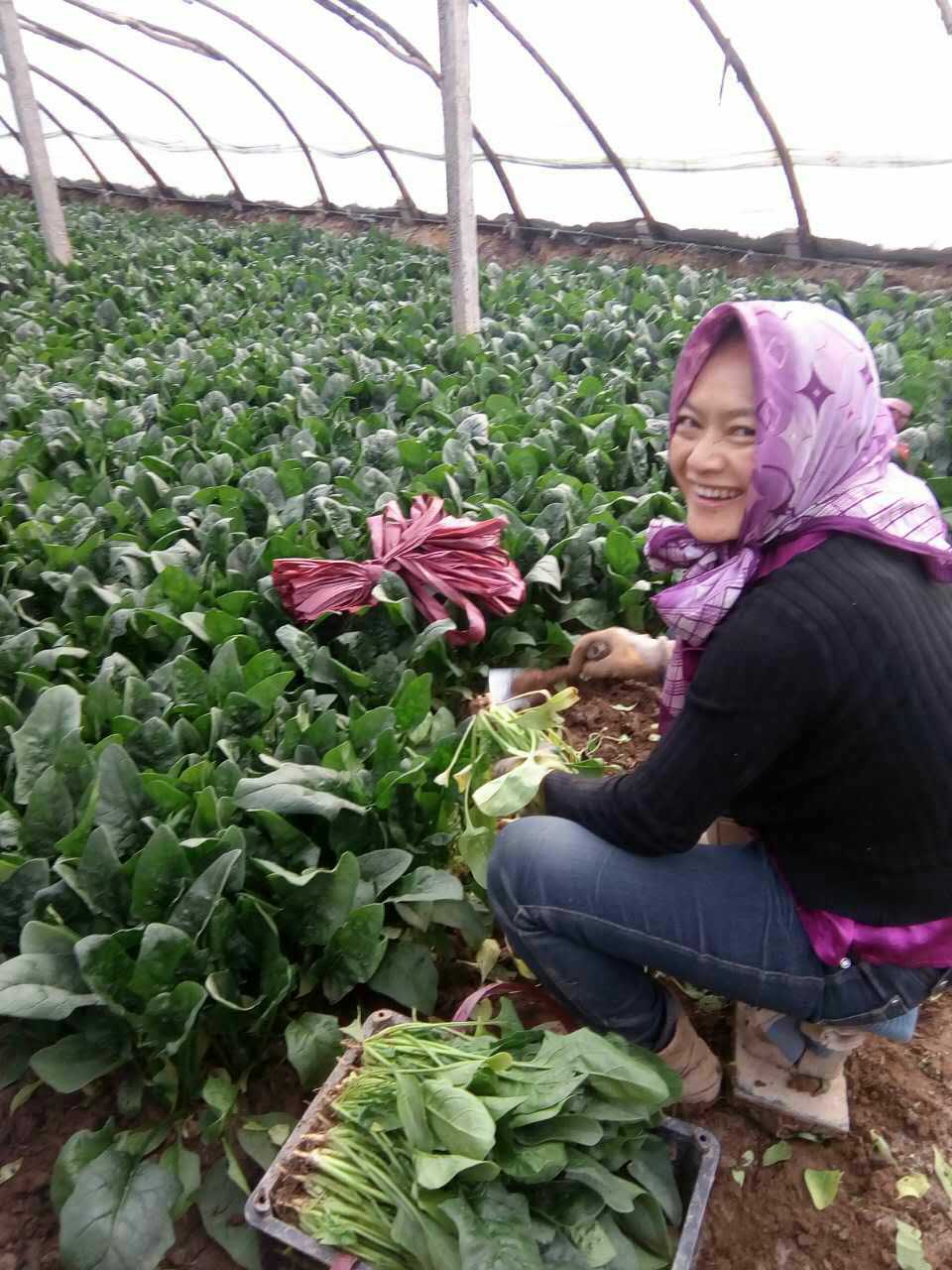 经济人在蔬菜基地精心挑选波菜.jpg