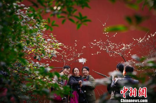 南京钟山景区“双梅斗艳”喜迎农历新年（组图）