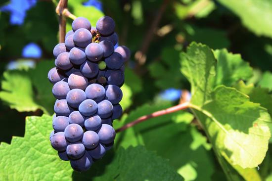 酿造香槟的黑皮诺葡萄（图片来源：anuvawines.com）