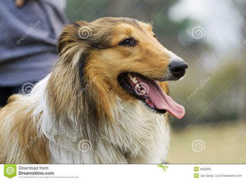 大牧羊犬狗-4552893.jpg