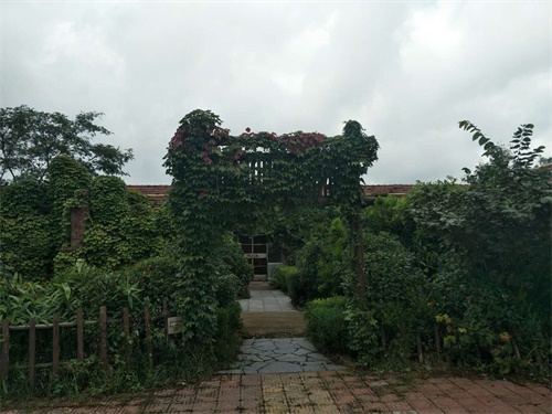 z6.jpg