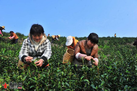 永新白茶正文配图.jpg