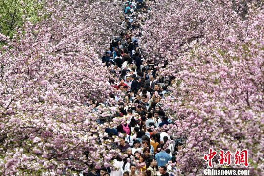 4月1日，中国科学技术大学校园内的樱花全面盛开，万人涌入“樱花大道”。韩苏原 摄