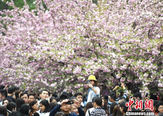4月1日，中国科学技术大学校园内的樱花全面盛开，万人涌入“樱花大道”。韩苏原 摄