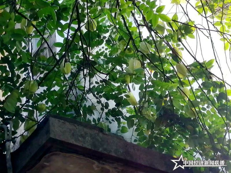 满树的杨桃.jpg