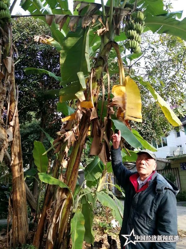 高杆香蕉.jpg