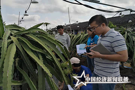 海南高明农业发展有限公司基地负责人向调研组专家介绍火龙果生产种植情况（项目调研组供图）.png