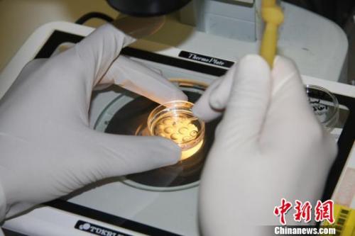 观察小鼠胚胎。中国科学院科技摄影联盟 供图 观察小鼠胚胎。中国科学院科技摄影联盟 供图