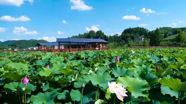 采用1.jpg