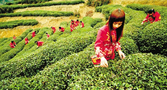 温州苍南茶农受到普惠金融助力.jpg