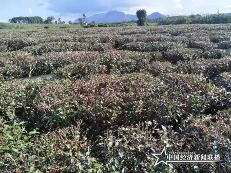 白沙农场公司帮扶茶园1(1).jpg