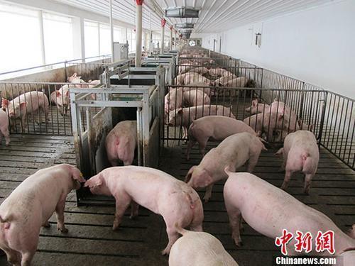资料图：生猪养殖场。 a target='_blank' href='http://www.chinanews.com/'中新社/a记者 林浩 摄