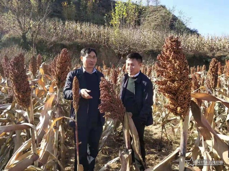 张旭兵在地里查看试验田的高粱品种对比情况。王晶晶摄.jpg
