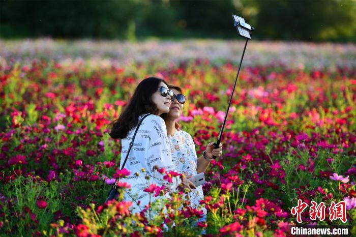 资料图：图为游客在格桑花花海拍照游玩。王斌银 摄