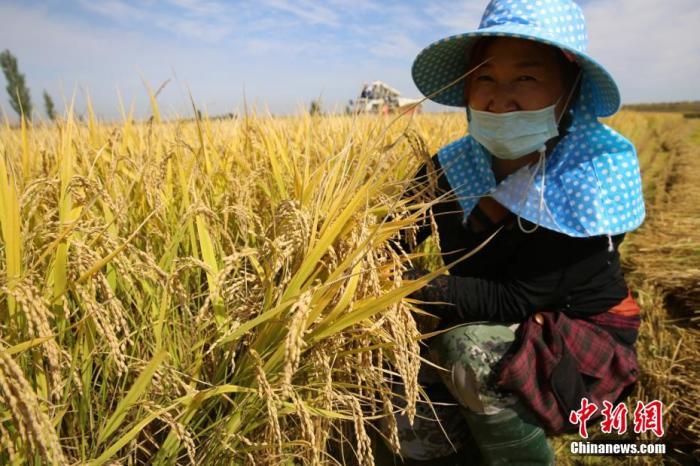 资料图：稻农笑看丰收的水稻。 华岩明 摄
