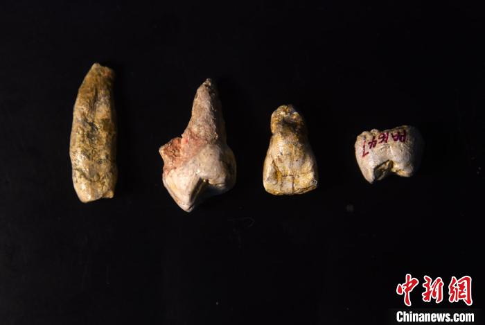 距今近百万年的4颗梅铺直立人牙齿化石标本研究模型。孙自法 摄 距今近百万年的4颗梅铺直立人牙齿化石标本研究模型。孙自法 摄