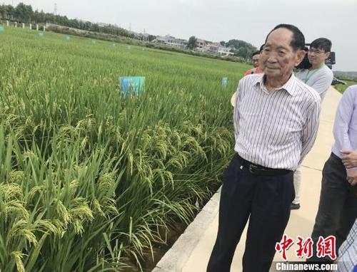 资料图：袁隆平正在田间察看水稻生长情况。唐小晴 摄
