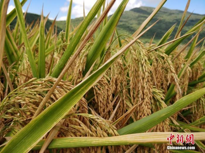 水稻资料图。a target='_blank' href='http://www.chinanews.com/'中新社/a记者 王晓斌 摄
