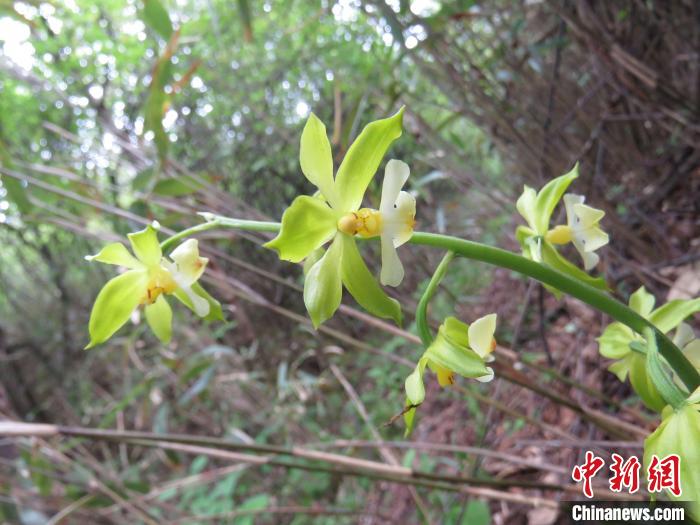 图为“巫溪虾脊兰”。受访单位供图 摄