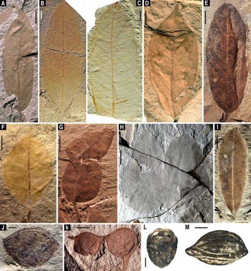 漳浦生物群的代表性植物化石。中国科学院南京地质古生物研究所 供图 南古所 供图 摄 漳浦生物群的代表性植物化石。中国科学院南京地质古生物研究所 供图 南古所 供图 摄