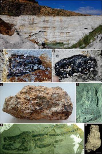 漳浦生物群产地的野外露头和各类化石。中国科学院南京地质古生物研究所 供图 南古所 供图 摄 漳浦生物群产地的野外露头和各类化石。中国科学院南京地质古生物研究所 供图 南古所 供图 摄