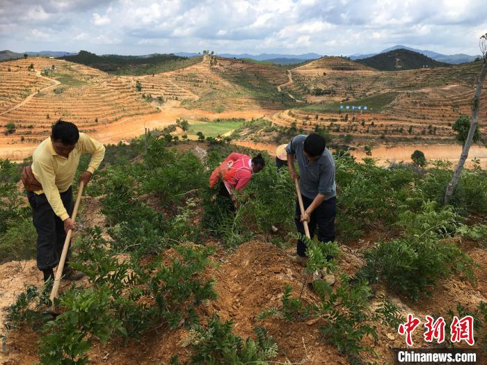 图为紫金县九合镇金光村的村民在南药种植基地劳动。宋秀杰摄 摄