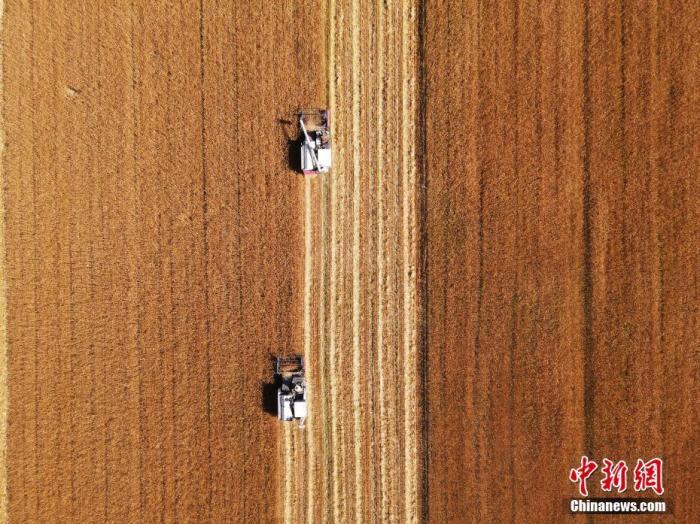 资料图为吉林省镇赉县小冰麦秋收场景。 a target='_blank' href='http://www.chinanews.com/'中新社/a发 潘晟昱 摄 资料图为吉林省镇赉县小冰麦秋收场景。 a target='_blank' href='http://www.chinanews.com/'中新社/a发 潘晟昱 摄