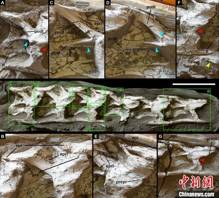 中国丝路巨龙化石正型标本。中科院古脊椎所 供图 中国丝路巨龙化石正型标本。中科院古脊椎所 供图