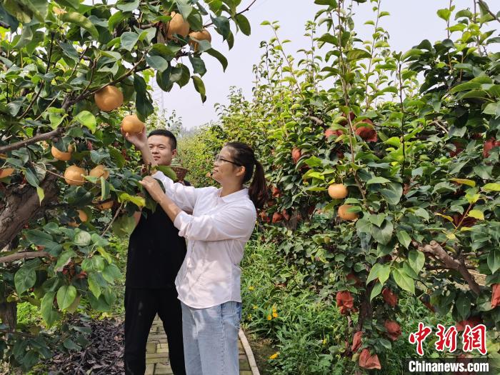 图为游客在采摘黄梨。王华美 摄 图为游客在采摘黄梨。王华美 摄