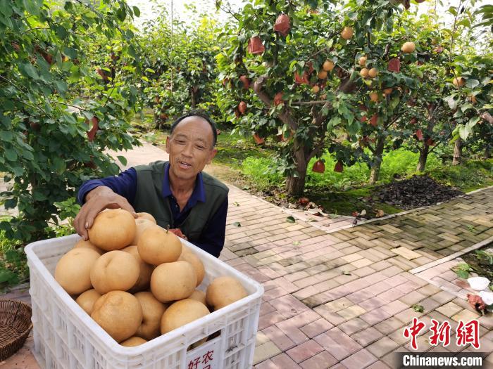 图为梨农种植户在搬运黄梨。王华美 摄 图为梨农种植户在搬运黄梨。王华美 摄