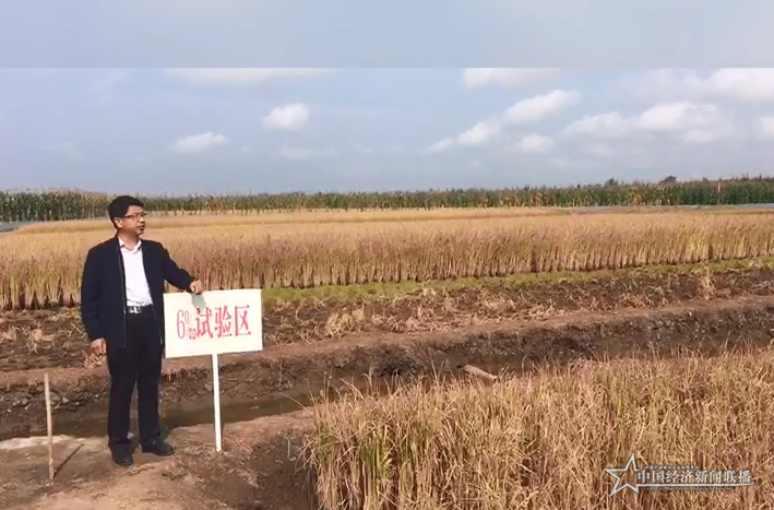 6%海水稻.png
