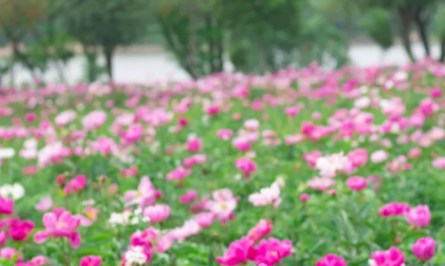2b1033eead7f6773fc3f81d3acfaa4e.png