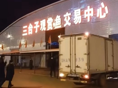 观赏鱼(1).jpg