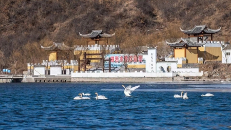 白天鹅1).jpg