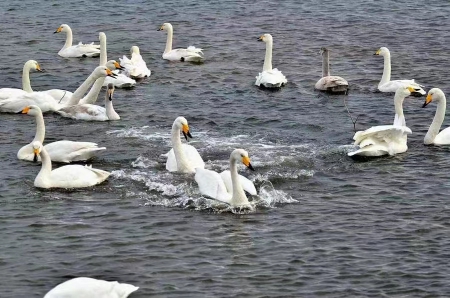 白天鹅2).jpg