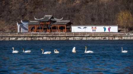 白天鹅4).jpg