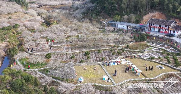 20231228 永泰李梅文化节1.jpg?v=1703752993