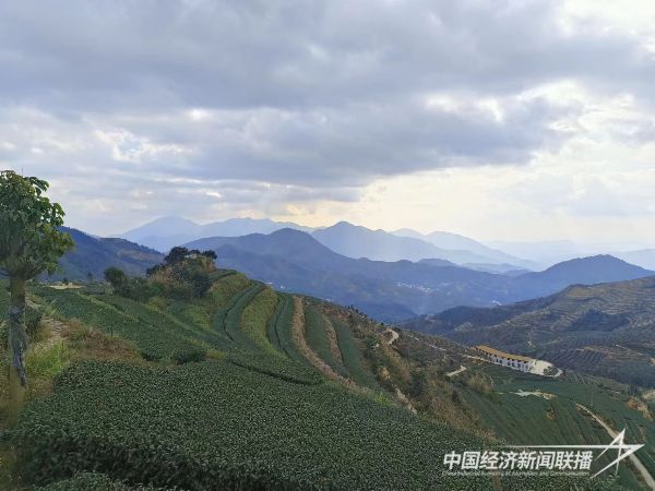 20240115  蔡克修&黄建军强强联手：探索“茶旅融合”新模式9.jpg?v=1705310814